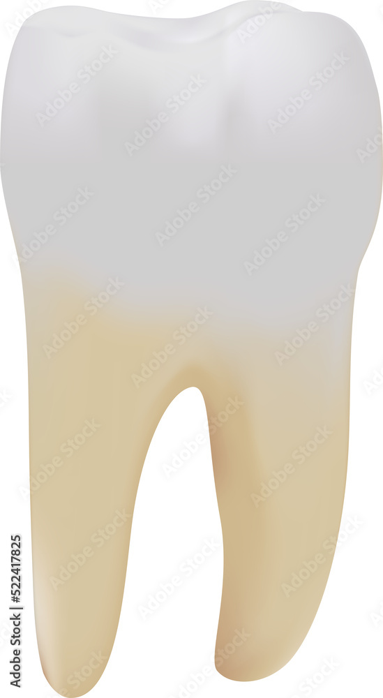 Molar teeth on white background Molar teeth on white background