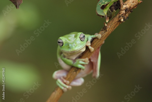 green frog on a wooden branch