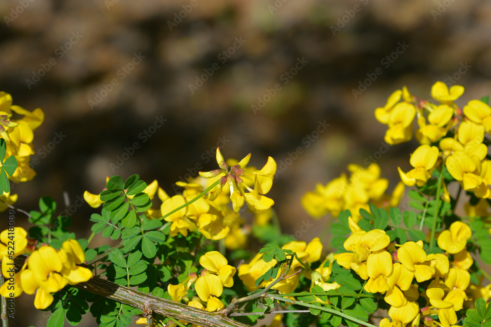 Vetch-like coronilla Vetch-like coronilla