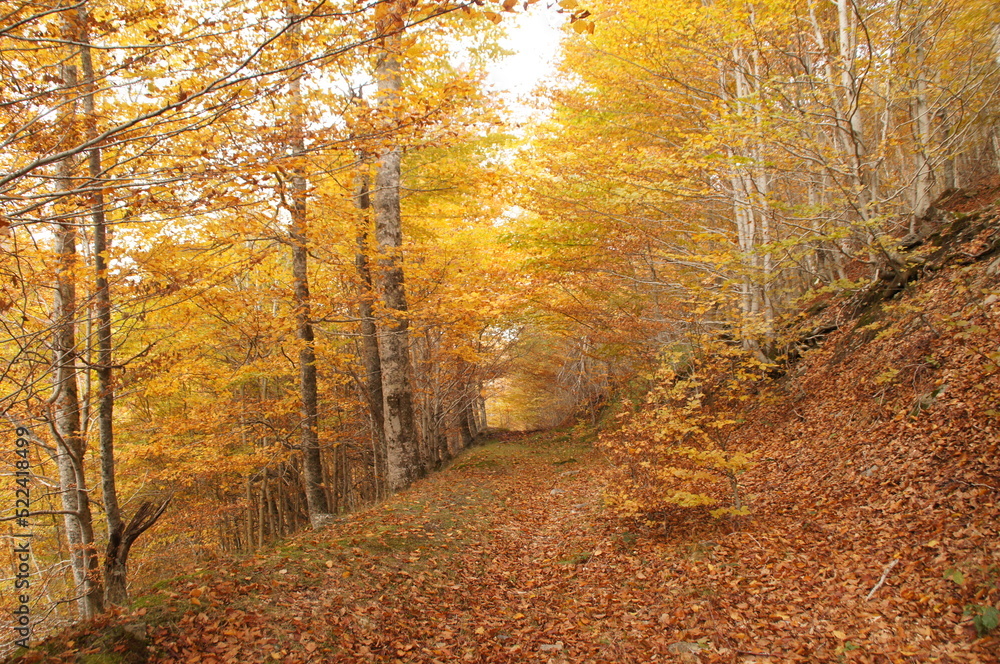 Fototapeta premium hayedo otoño