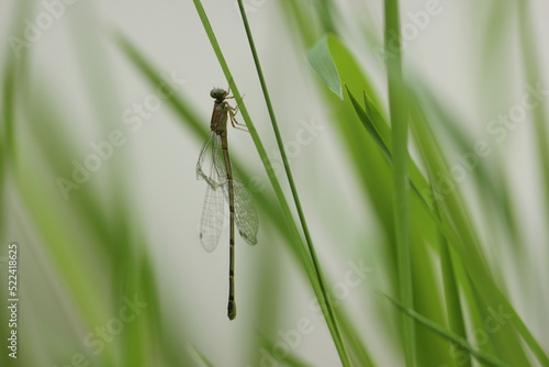 needle dragonfly perched on the grass