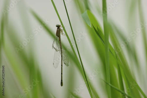 needle dragonfly perched on the grass