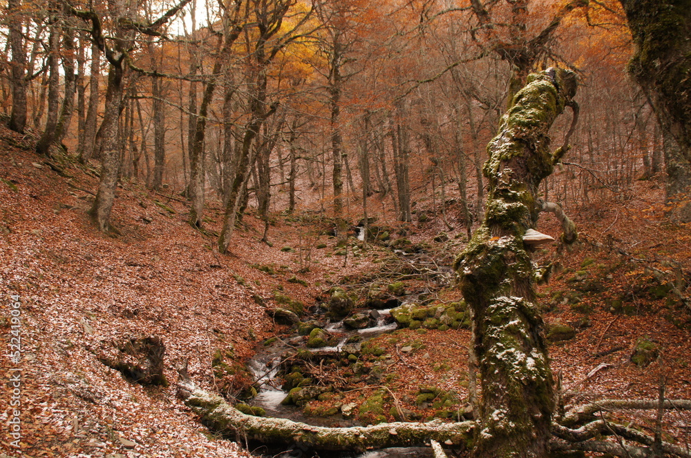 hayedo otoño hayedo otoño