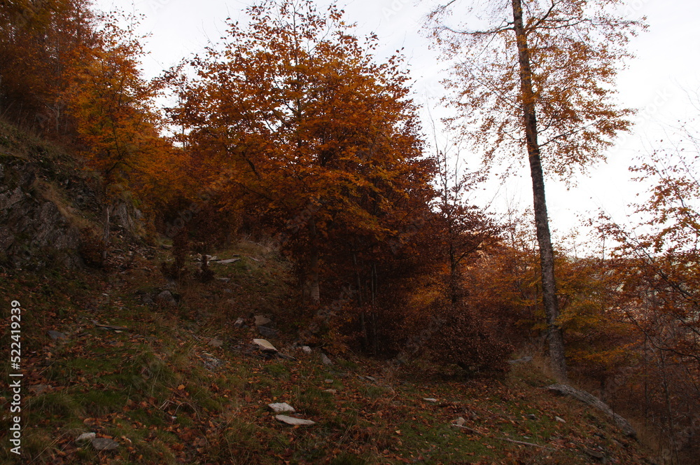 Naklejka premium hayedo otoño