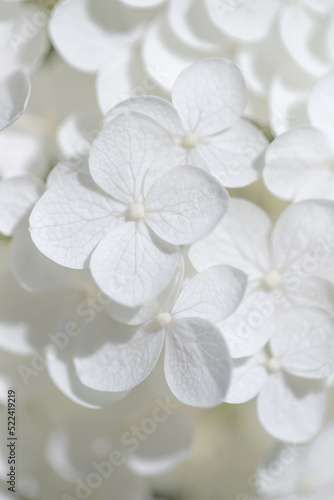 White Hydrangea flowers close-up.