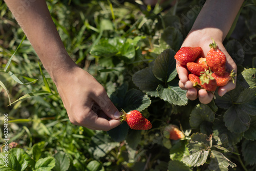 hands with fresh strawberries collected
