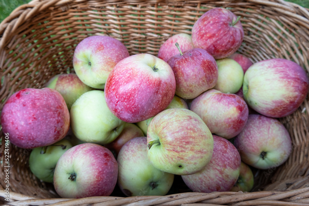 close up of basket filled with rich harvest of ripe apples in the garden. Beautiful background. Food market, farm, featuring agriculture