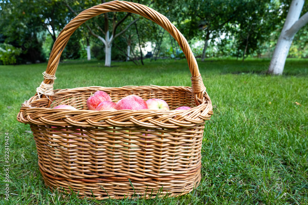 picnic wicker wooden basket filled with rich harvest of ripe apples. It is on green grass under apple tree in the garden. Beautiful home garden decor picnic wicker wooden basket filled with rich harvest of ripe apples. It is on green grass under apple tree in the garden. Beautiful home garden decor