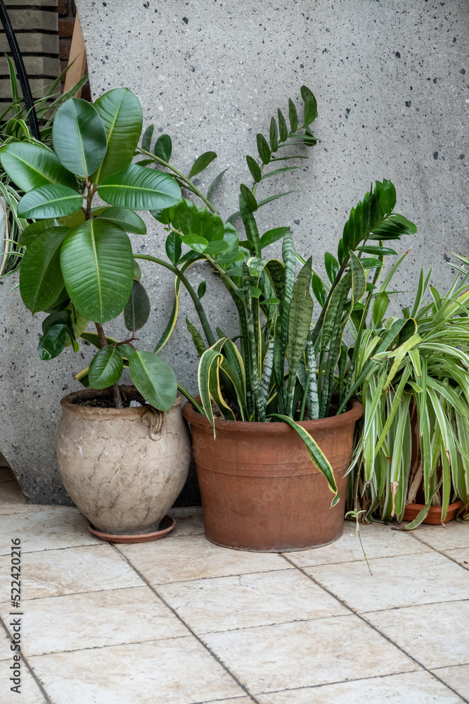 big evergreen plants ficus, zamioculcas, sansevieria, chlorophytum in pots near white wall background. Room interior