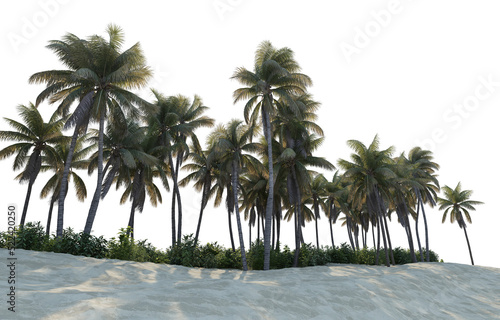 Coconut palm on transparent background