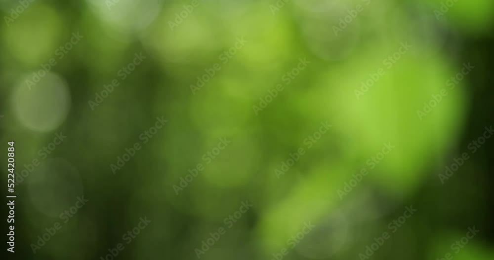 Blurred green background. Green foliage of summer forest. Blurred green background. Green foliage of summer forest.