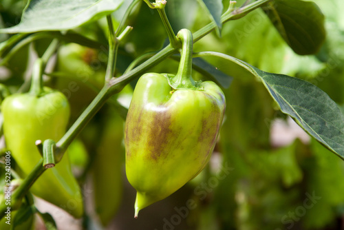 Ripening Bulgarian pepper in the greenhouse.