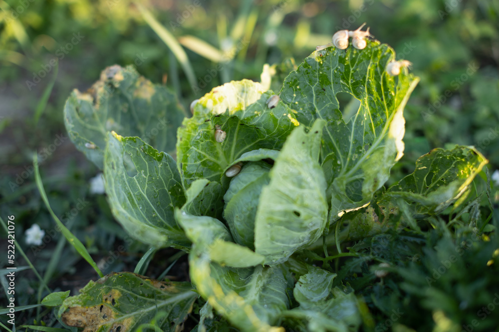 Naklejka premium snail parasites eat and spoil the cabbage