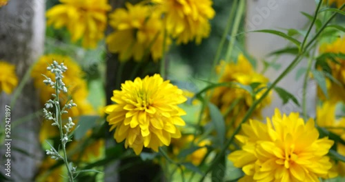 Rudbeckia laciniata, the cutleaf coneflower (Goldquelle). Robust herbaceous perennial plant. photo