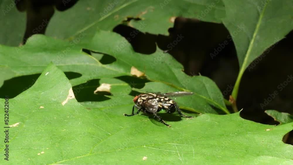 Flesh flies on the oak leaf in the summer forest. Sarcophagidae are a ...