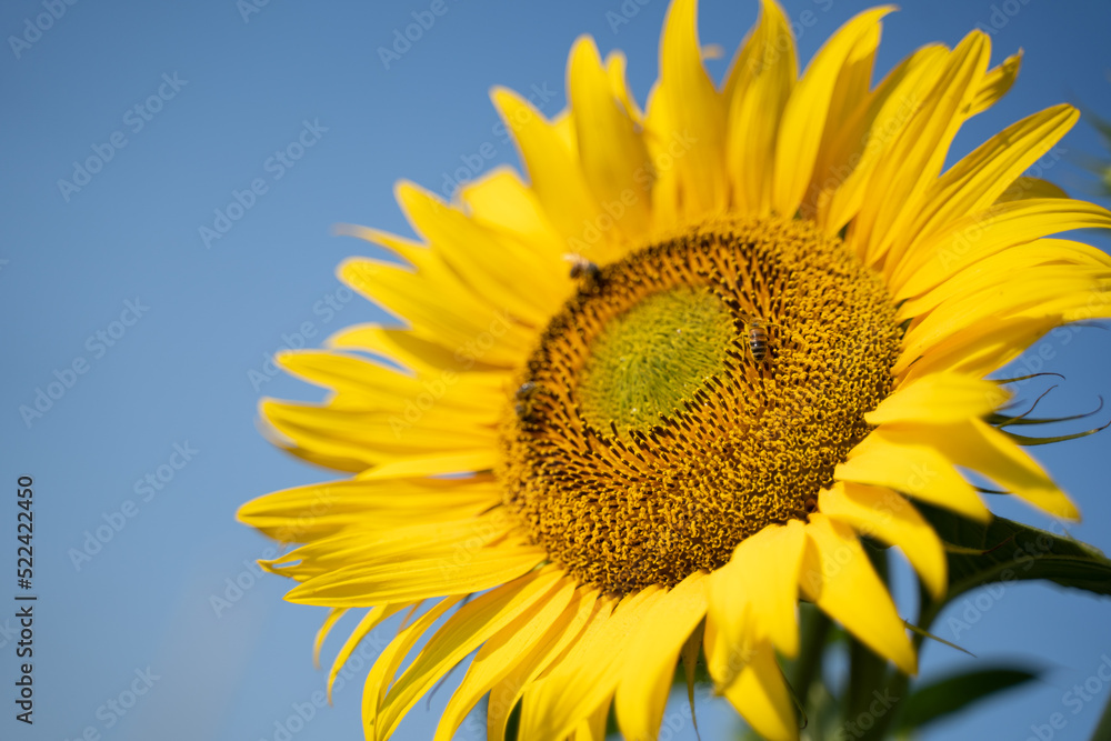 Naklejka premium sunflower covered in bees