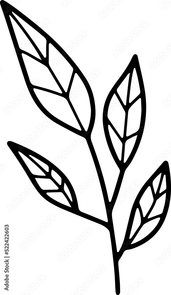 Obraz premium forest fern eucalyptus art foliage natural leaves herbs inline style. Decorative beauty, elegant illustration 