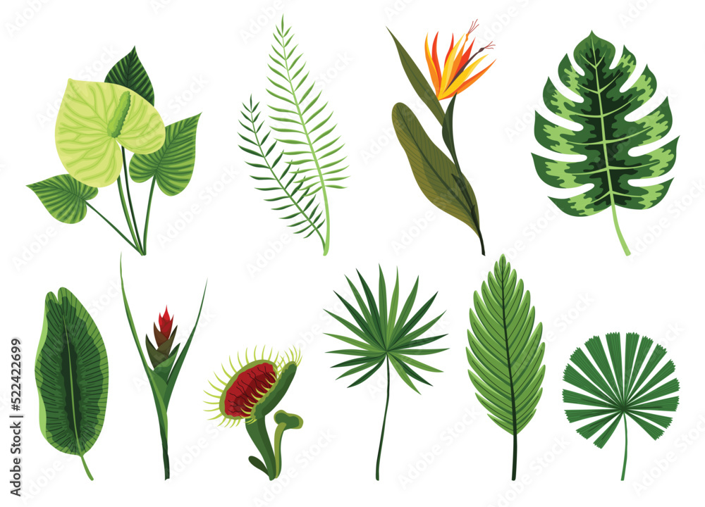 Fototapeta premium Tropical leaves plants collection. Different type exotic foliage set. Green decorative jungle plants. Vector hand drawn botanical graphic elements