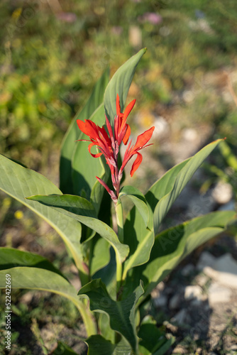 red canna flower