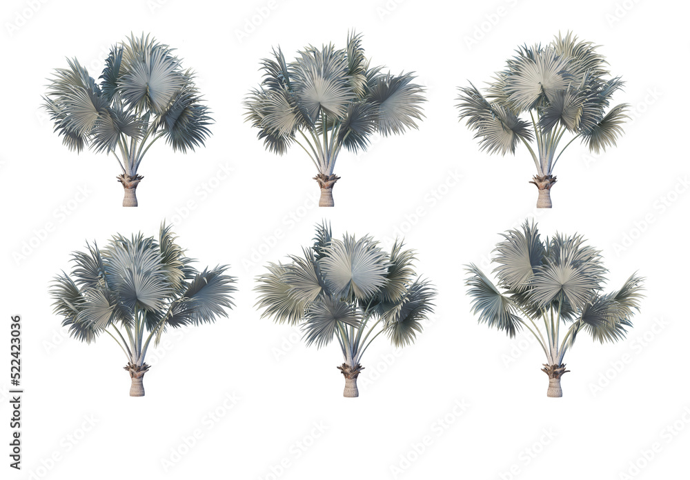 Obraz premium Coconut and palm on a transparent background