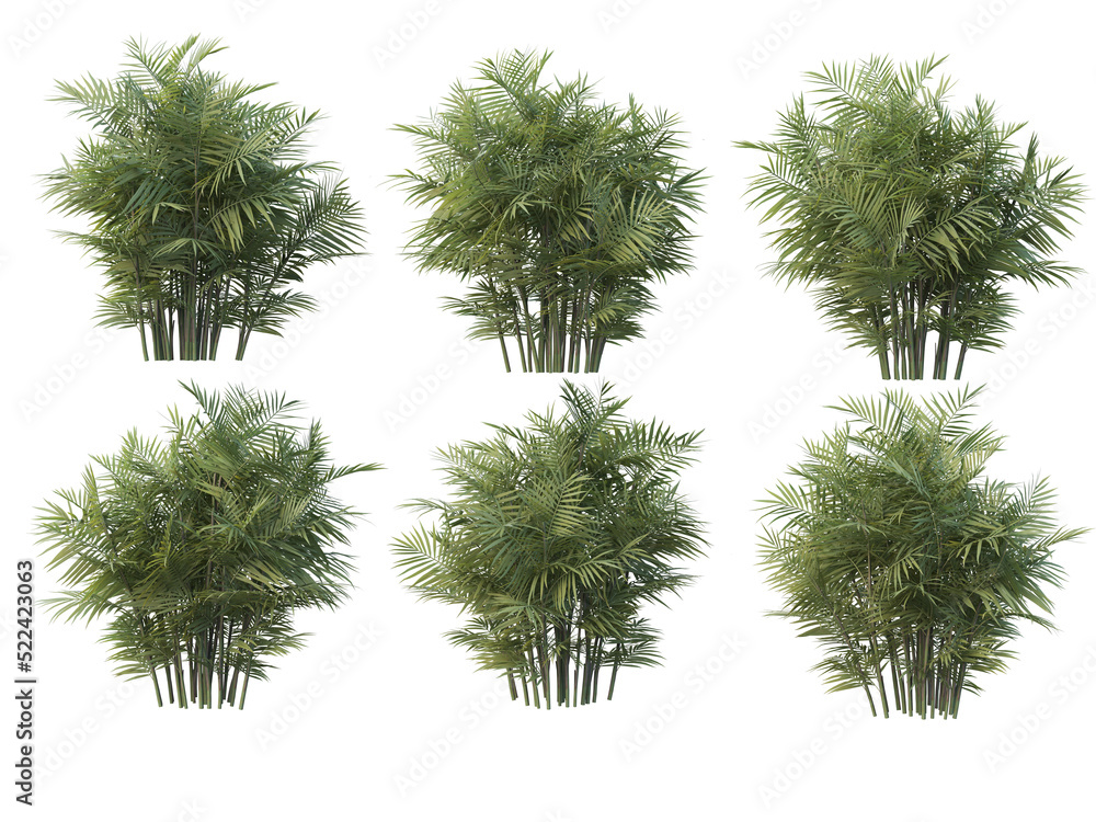 Coconut and palm on a transparent background Coconut and palm on a transparent background