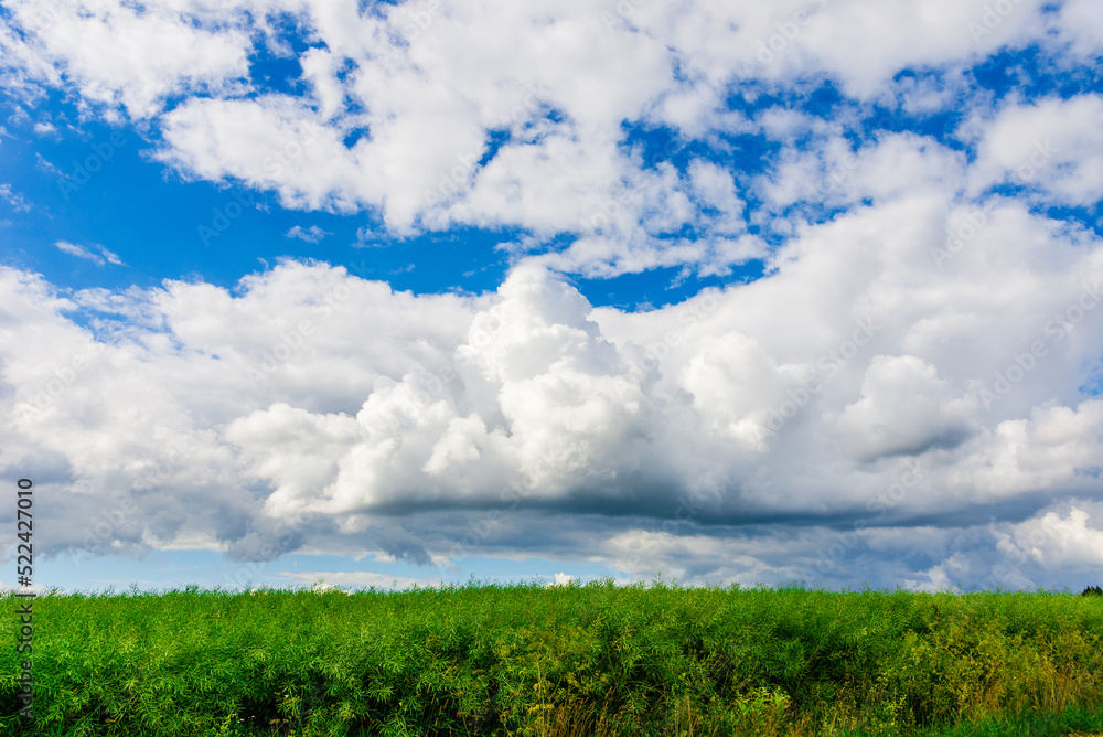 Green field of grass and blue sky with white clouds,nature landscape background. Green field of grass and blue sky with white clouds,nature landscape background.