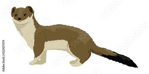 Ermine in summer brown fur. Wild animals of the Arctic. Mustela erminea. Realistic vector animal photo