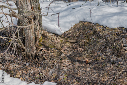 Thawed patch at the forest edge with semi-melted snow and bare trees and dry leaves.