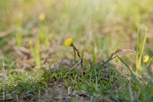 Close-up of a coltsfoot flower among green grass in spring.