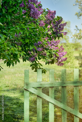 Gorgeous lilac bush with purple flowers next to a wooden fence in the morning under the sun rays.