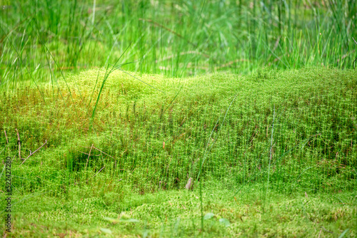 Lush green detailed moss cover with small dew droplets and flowers in woodland.