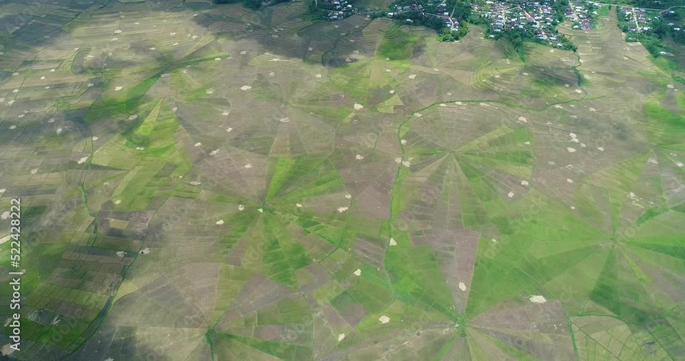 Aerial shot of spider web shaped rice field with different color Aerial shot of spider web shaped rice field with different color