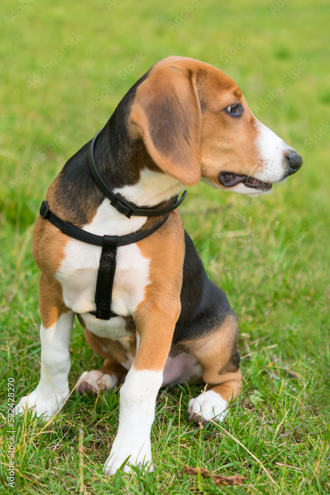 beagle puppy sits on a green lawn and looks to the left