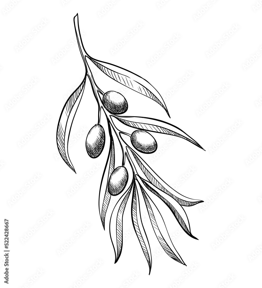 Olive branche, hand-drawn engraving vector illustration isolated on white. Leaves and black fruits in sketch style