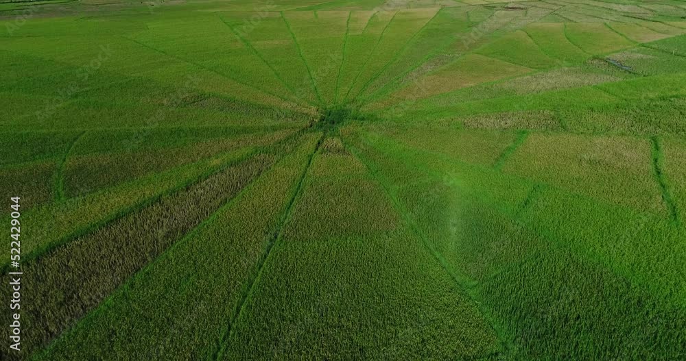 Aerial shot of spider web shaped rice field in tropical island valley Aerial shot of spider web shaped rice field in tropical island valley