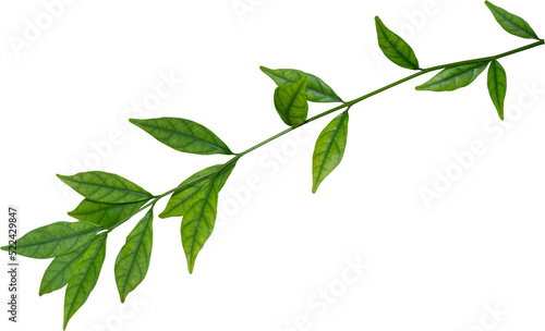 Green Leaf  Plant leaves.