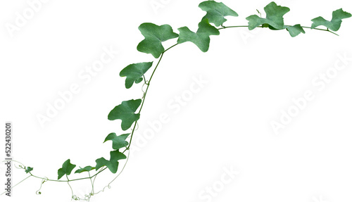 Green leaves of Vine plant ivy (Coccinia grandis) photo