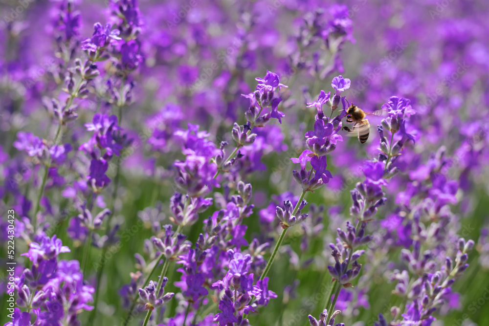 Bee on beautiful blooming lavender in field, closeup Bee on beautiful blooming lavender in field, closeup
