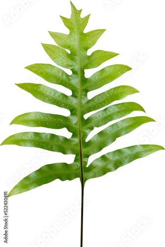 Fern leaf plant isolated photo