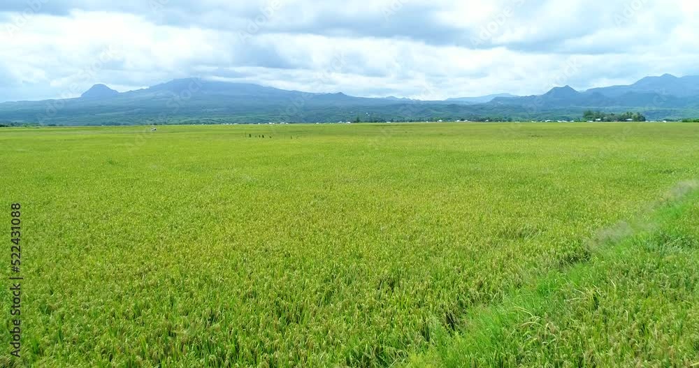 Aerial shot of rice fields very low over, mountains in background Aerial shot of rice fields very low over, mountains in background