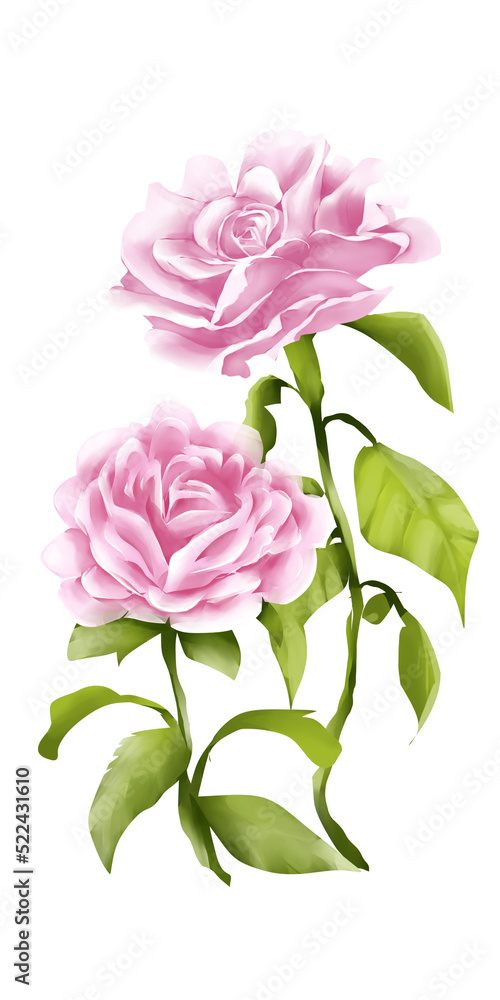 two pink roses watercolor illustration two pink roses watercolor illustration