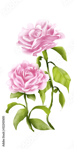 Fototapeta Naklejka Na Ścianę i Meble -  two pink roses watercolor illustration