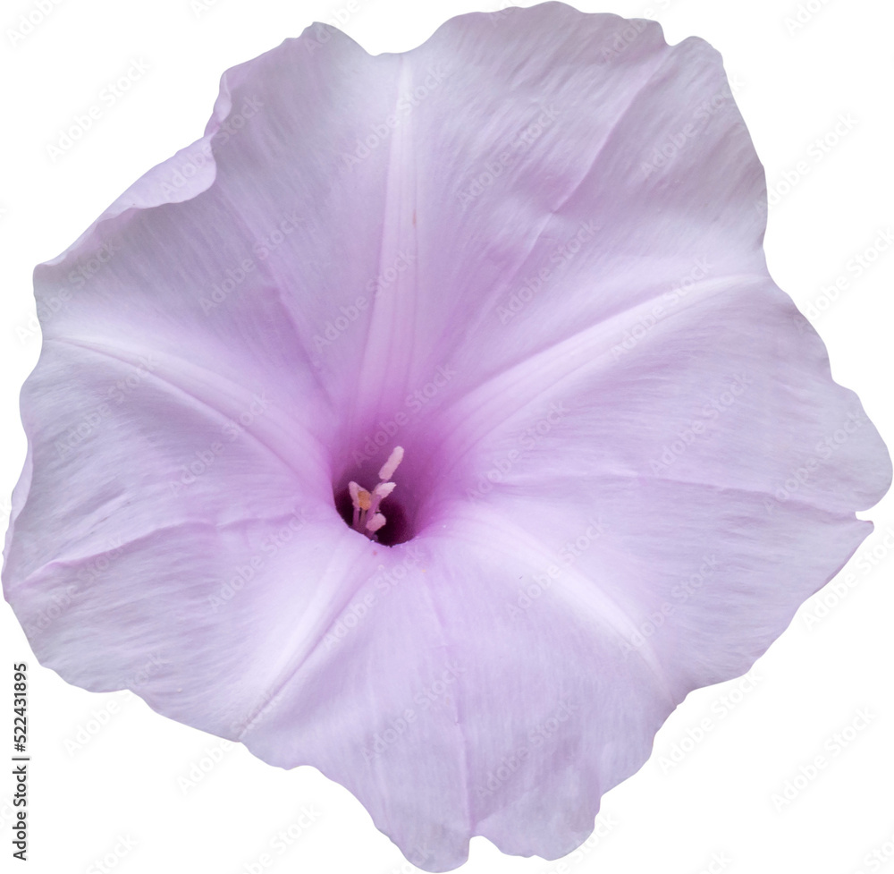 Naklejka premium Morning glory flower