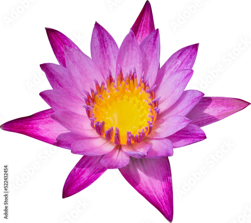 lotus flower isolated