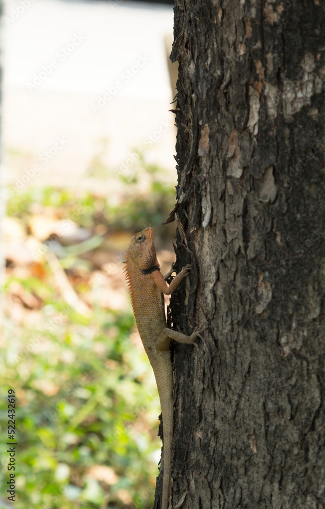 Lizards - Reptiles and eat insects. Climbing trees in search of food to save lives. It is a ferocious and frightening beast. and is an insectivorous animal for the ecosystem Lizards - Reptiles and eat insects. Climbing trees in search of food to save lives. It is a ferocious and frightening beast. and is an insectivorous animal for the ecosystem