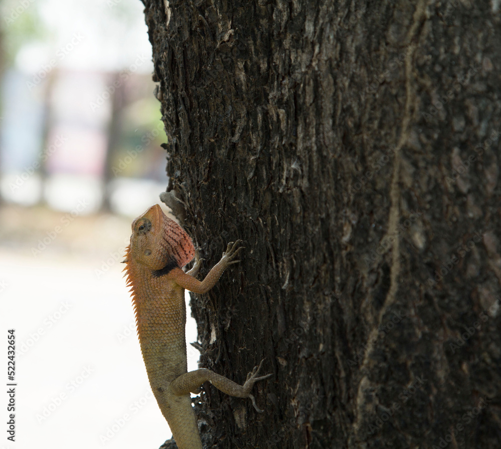 Lizards Reptiles and eat insects. Climbing trees in search of food to