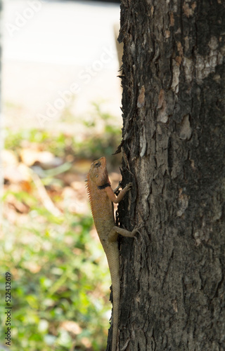 Lizards - Reptiles and eat insects. Climbing trees in search of food to save lives. It is a ferocious and frightening beast. and is an insectivorous animal for the ecosystem