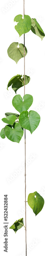 Vine plant, green leaves Vine plant, green leaves