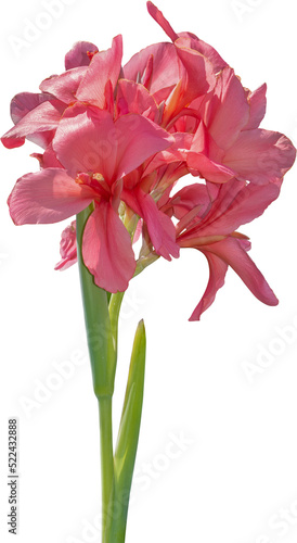 Pink canna lily flowers