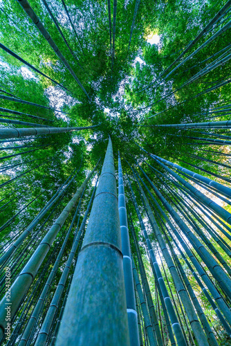                                                                             The sunlight filtering through the trees can be seen and hidden in the tall bamboo grove swaying in the wind.